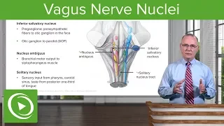 Glossopharyngeal and Vagus Nerve Nuclei – Anatomy | Lecturio