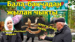 УЛАМ ЖЫЛАН ЧЫГА БЕРИП, БАЛА БАКЧА ЖАБЫЛДЫ!.АТА-ЭНЕЛЕР ДҮРБӨЛӨҢГӨ ТҮШТҮ