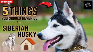 5 Things You Should Never Do To Your Siberian Husky | The Fame Files #siberianhusky