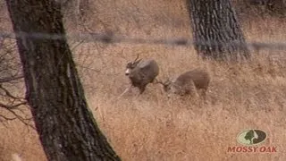 Whitetail vs Mule Deer Fight - Mossy Oak