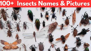 100+ Insects and Bugs Pictures and Names