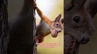 Sincaplar Hakkında #sincap #eichh #squirrels #squirrel #rnchen #squirrellove #squirrellife #animal