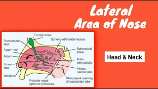Lateral wall of Nose | Openings of lateral wall | Cartilage and Bone Forming Lateral  wall