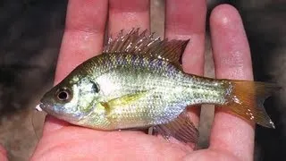 Catching A Baby Bluegill Extremely Fast