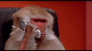 Пьяный мужик поздравляет обезьяну с Новым Годом
