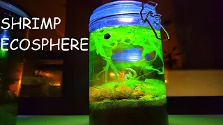 Making a Luscious  Salt water ECOSPHERE With Shrimp & More!