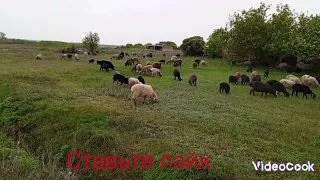 посём овечек. дождь идёт.