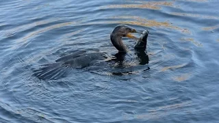 Kormoran auf der Jagd