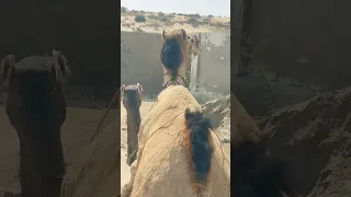 Camel love short video