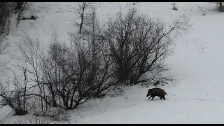 Наблюдения за кабанами с вышки в покинутой деревне. Трудности передвижения по насту.