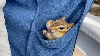 Chipmunk gets nervous from the sound of the drill.