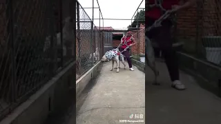 Le chien le plus fort du monde