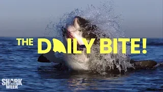 Paying Our Respects to Seals | Countdown to Shark Week: The Daily Bite