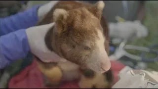 CityStream: Zoo Scientists Quest for the Tree Kangaroo