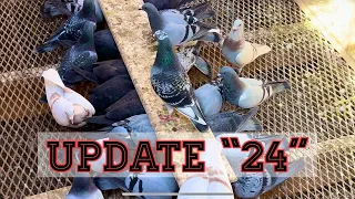 2024 Young Racing Pigeon Update & Pakastani Highflier update