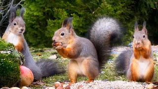 Squirrel Fun All Day Long - The Best of🐿️🐿️ 10 Hours Cat & Dog TV