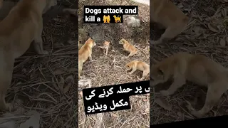 Dogs attack and kill a catcat,  #animal #cat #dog #shorts