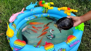 Catching Real Turtles, Goldfish, Ornamental Fish, Scorpion, Duck [Part759]