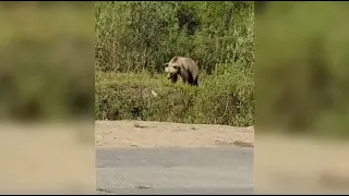 У промплощадок Пангодинского ЛПУ замечены медведи