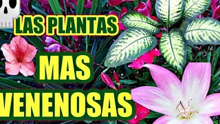 9 PLANTAS VENENOSAS QUE ESTÁN EN TU JARDÍN.😱🌿💀🌱☠️