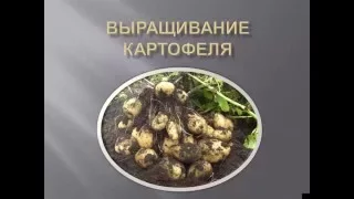 Выращивание картофеля