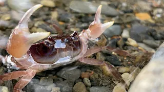 The Japanese crab that was captured and angry was super cute.