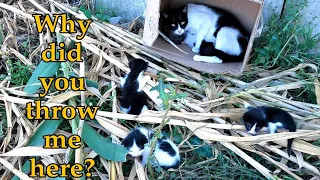 Trying to save Mama Cat with her 5 crying kittens.