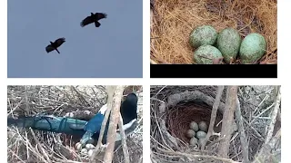 close up footage of crows/magpies nest/eggs