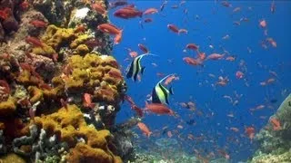 Verde Island's Diving, Philippines 2013 HD 1080p