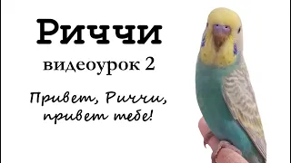 🎤 Учим попугая по имени Риччи говорить. Видеоурок 2: "Привет, Риччи, привет тебе!"
