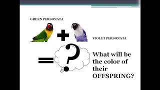 Green and Violet Personata Results Offspring Color Mutation