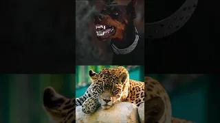 Doberman vs Jaguar Rottweiler, doger argentino #shorts