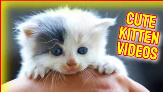 Cute Kittens Vol.24 🙀 Cute Cat Videos 2021 Funny Cat Videos 2021