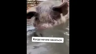 Смешные видео приколы laugh , когда нечем заняться