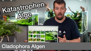 Katastrophen Alge! Was tun gegen Cladophora Algen? | Liquid Nature