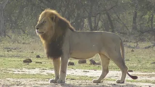 Beautiful Male Lion patrol and mark his territory