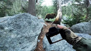 Forest POV Bear Photography | Close Encounter