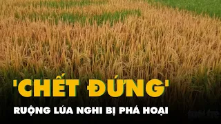 Ruộng lúa chết cháy nghi bị phá hoại, lão nông 'chết đứng'