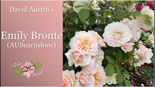 🌹 David Austin's Emily Bronte Rose // AUSearnshaw // English Rose