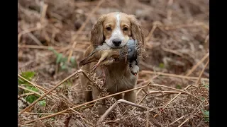 Walked Up Shooting For Pheasants with Spaniels