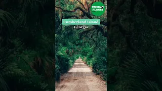Cumberland Island in Georgia is really an hidden gem, beautiful @ethoventures #shorts
