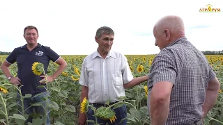 Совка напала :-((  Осмотр полей в фермерском хозяйстве  Ростовской области.