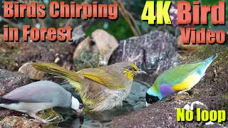 Cat TV | Dog TV! 4HRS of Soothing Birdbath with Birds Chirping for Separation Anxiety, No Loop! A151