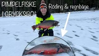 GRYMT PIMPELFISKE EFTER RÖDING OCH REGNBÅGE | FILIP WILHELMSSON FW FISHING