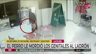 De no creer: un perro le mordió los genitales a un ladrón que rápidamente huyó