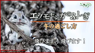【Siberian Flying Squirrel Mystery】Fluffy and So Cute💕 The End of Winter is the Season of Love!