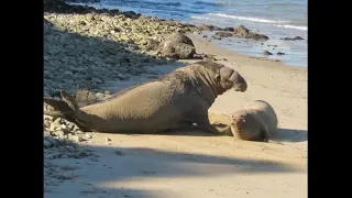 Elephant Seal: Pursuit And Mating Attempt @ Point Reyes National Seashore | January 23, 2021