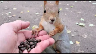 Кормлю молодую белочку / Feeding a young squirrel
