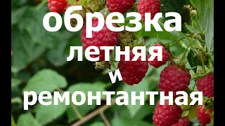 ОБРЕЗКА МАЛИНЫ! Отличие ЛЕТНЕЙ от РЕМОНТАНТНОЙ! Раскладываем по полочкам!