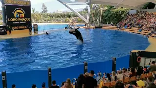 Loro Parque Orcas